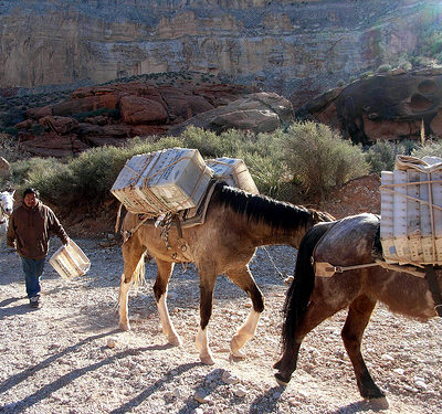 Mules