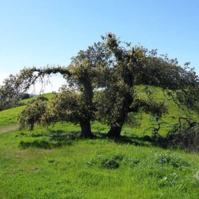 Briones: Mott Falls